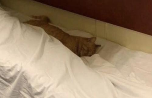 Внимание!  Только в том случае, если привык спать со своим котом. 02