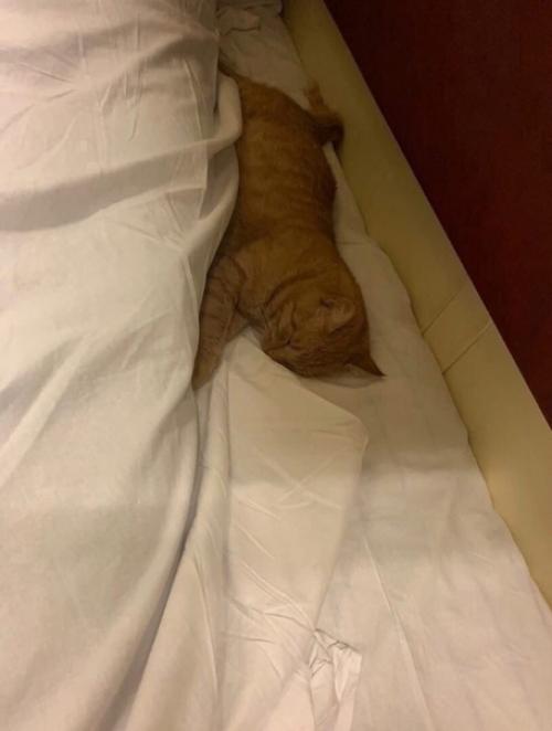 Внимание!  Только в том случае, если привык спать со своим котом. 01