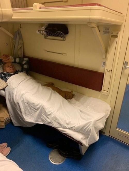 Внимание!  Только в том случае, если привык спать со своим котом.