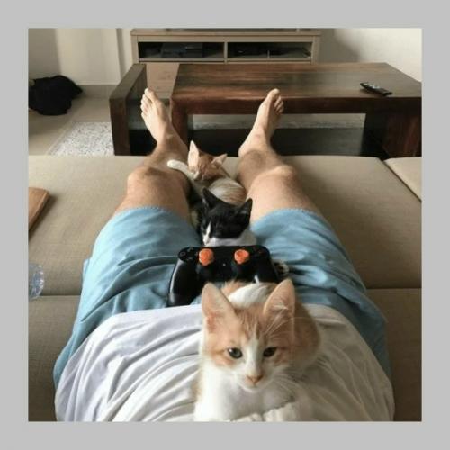 В Швеции нельзя оставить кота одного на целый день. 01