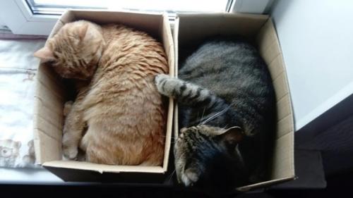 Вигвамы для котов! 06