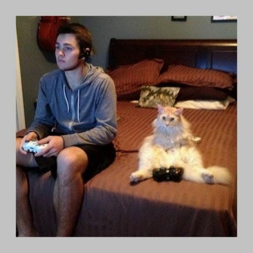 В Швеции нельзя оставить кота одного на целый день. 02