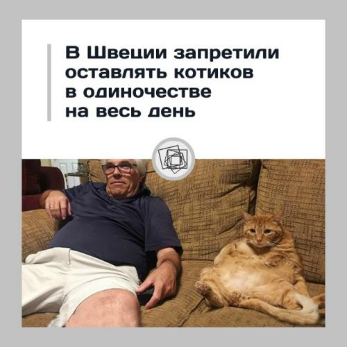В Швеции нельзя оставить кота одного на целый день.  