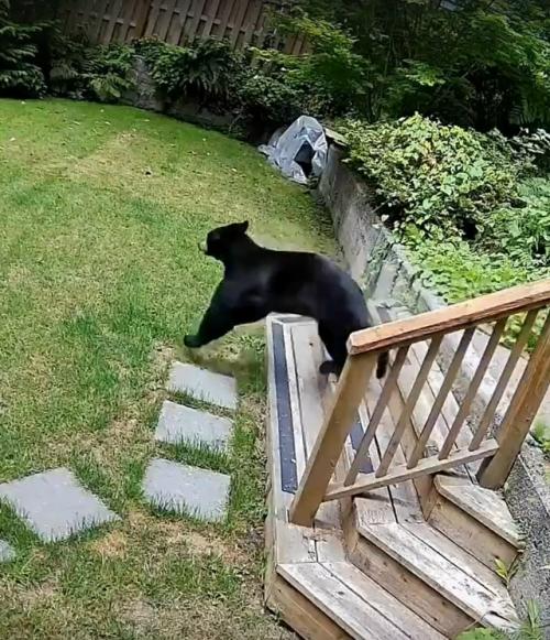 Вот причина, по которой стоит заводить шпицев дома. 01