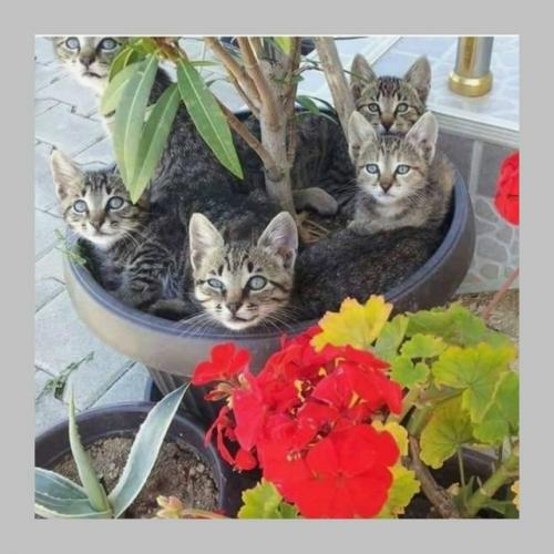 Комнатные растения работают как очиститель воздуха - и стоят дешевле. 01