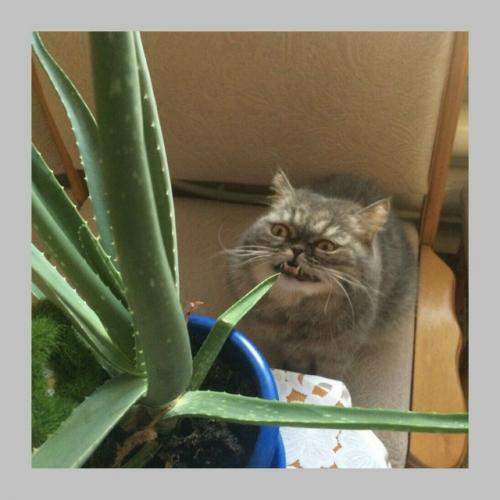 Комнатные растения работают как очиститель воздуха - и стоят дешевле. 02