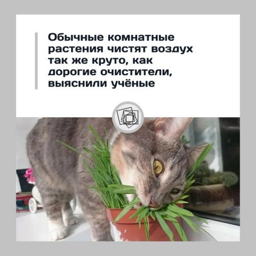 Комнатные растения работают как очиститель воздуха - и стоят дешевле.

