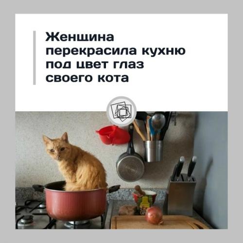 А если бы вы решились покрасить кухню в цвет глаз своего кота, то какой бы она была? 

