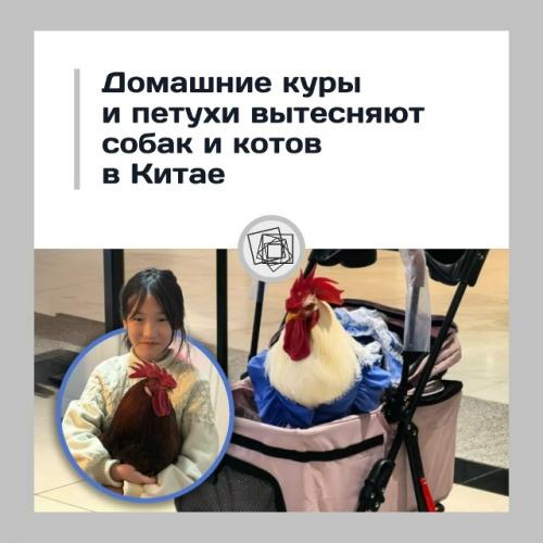 Куры вместо кошек - новый тренд удивляет из Китая.

