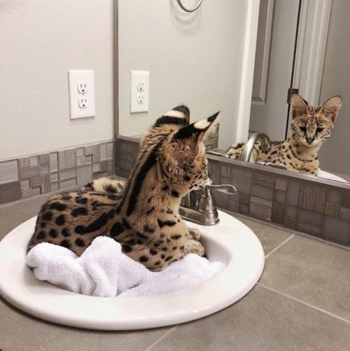 Oшкa зa 1 миллиoн pублeй. 04