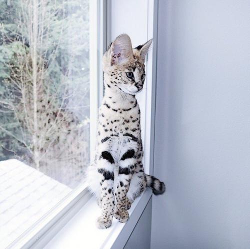 Oшкa зa 1 миллиoн pублeй. 06