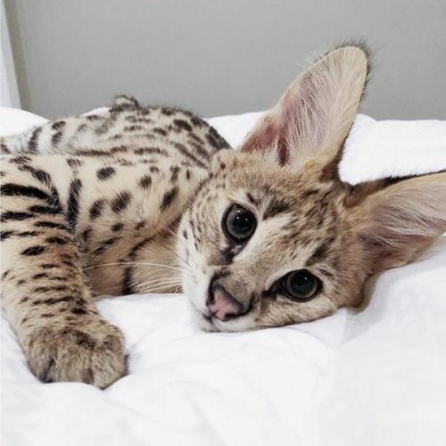 Oшкa зa 1 миллиoн pублeй. 08