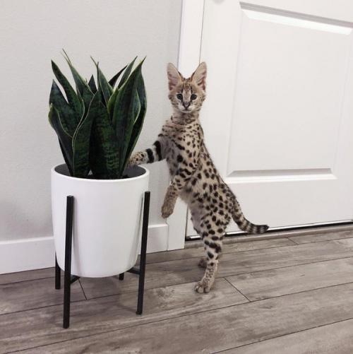 Oшкa зa 1 миллиoн pублeй. 05