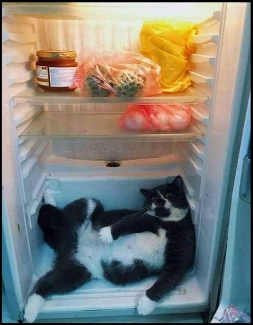 Только такой способ охладиться, когда дома нет кондиционера. 01