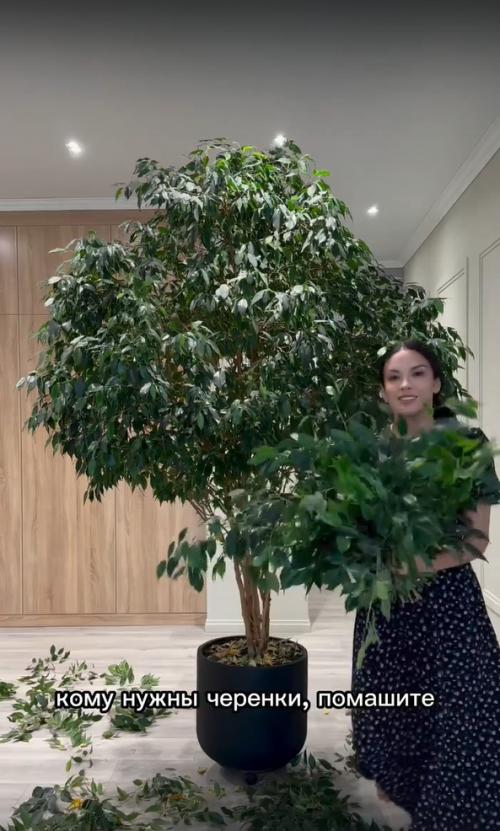 В том случае, если у вас разросся фикус Бенджамина, срочно его стригите! 01