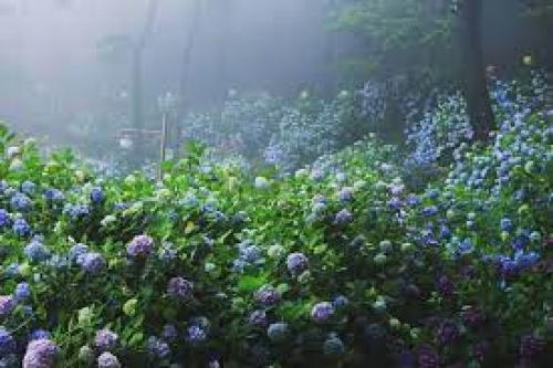 В том случае, если высадить гортензии среди кедров, получится целый цветущий лес. 03