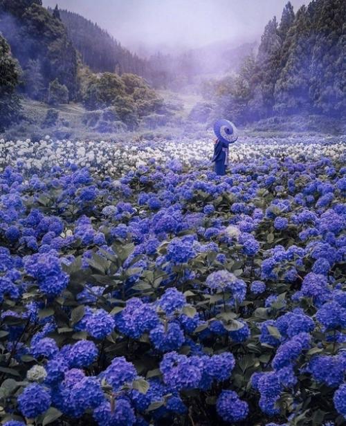 В том случае, если высадить гортензии среди кедров, получится целый цветущий лес. 01