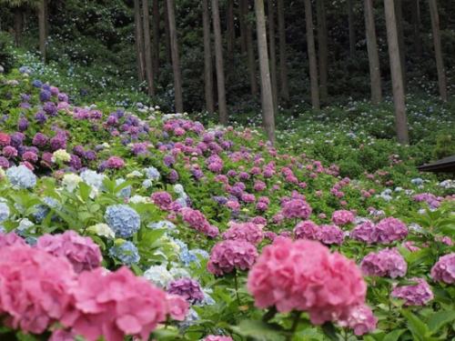 В том случае, если высадить гортензии среди кедров, получится целый цветущий лес. 04