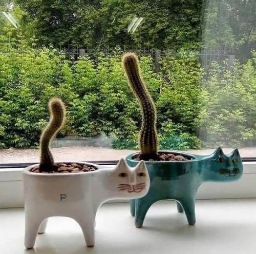 Горшочки - котики для кактусов.