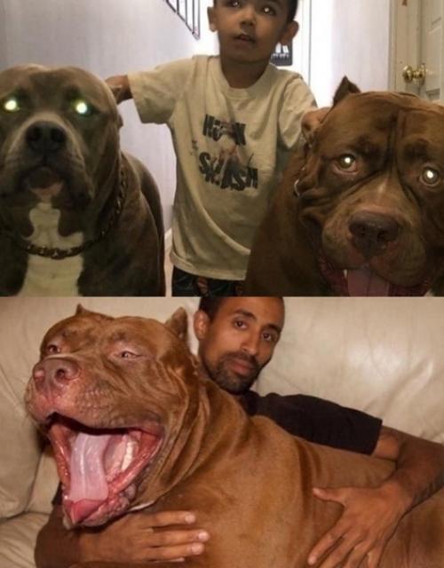 Держать такие породы в квартирах гуманно? 02