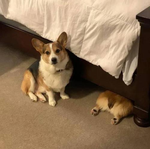 Мастера маскировки в квартире.