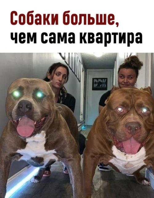 Держать такие породы в квартирах гуманно?