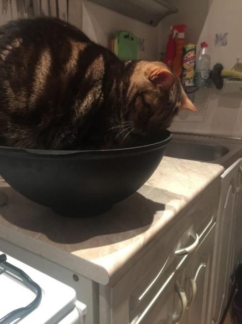 Никакого плова в этом доме и не предполагалось! 01