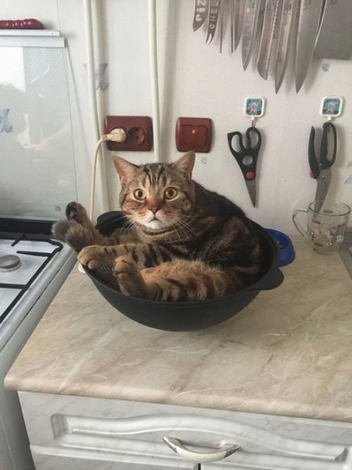 Никакого плова в этом доме и не предполагалось! 03