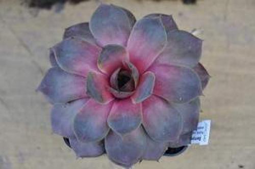 Что посадить на кладбище без полива на солнце многолетник. Растения на могилу не требующие полива