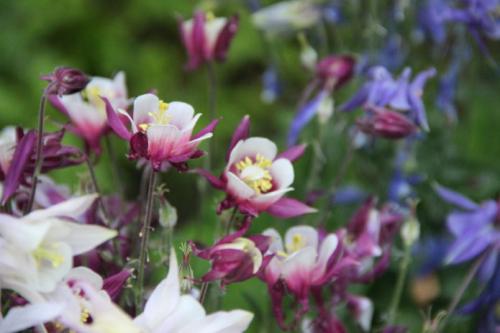 Что посадить осенью в саду. Цветы 04 Что посадить осенью в саду. Цветы 04