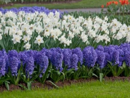 Что посадить осенью в саду. Цветы 11 Что посадить осенью в саду. Цветы 11