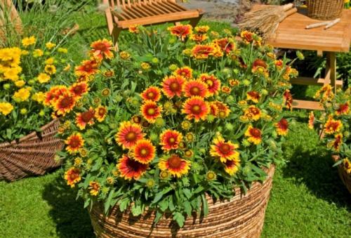 Что посадить осенью в саду. Цветы 06 Что посадить осенью в саду. Цветы 06