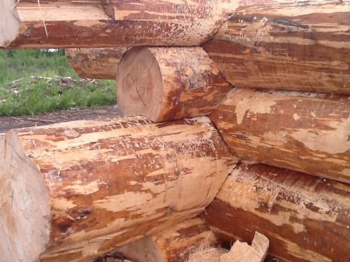 Рубленное бревно или оцилиндрованное. Общие сведения