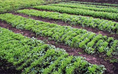 Какие лучше ограждения для грядок. Каким материалом лучше оградить грядки? 03