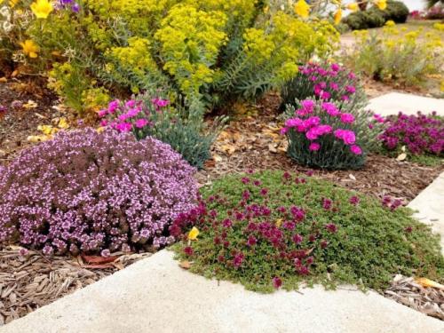 Цветы на клумбе названия. Красивые цветы для клумбы —, как выбрать и посадить своими руками? 115 фото лучших сочетаний для клумб