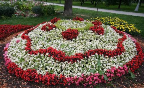 Цветы для клумбы цветущие все лето. Однолетники или многолетники — критерии выбора