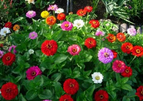Низкорослые многолетние цветы для клумбы. Низкорослые многолетние и однолетние цветы для клумбы: фото и названия
