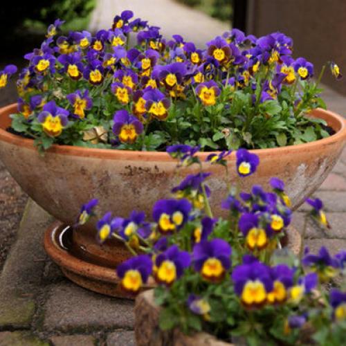 Однолетние цветы для клумбы. Однолетние низкорослые цветы.