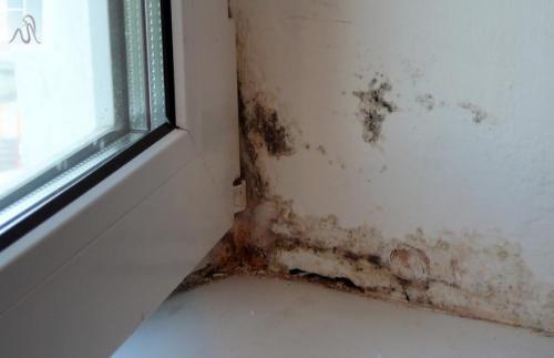 Список 15 насекомых которые обитают в вашем доме. Безвредные букашки 01