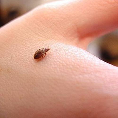 Белые насекомые в постели. 