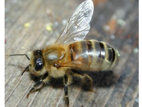 Домашние насекомые список. Какие насекомые живут в квартире и доме рядом с человеком?