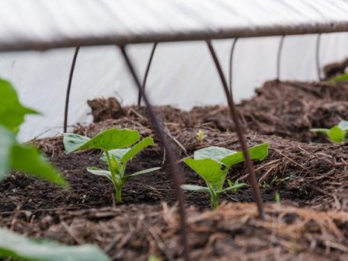 Грядки для огурцов в открытом грунте своими руками. Теплый