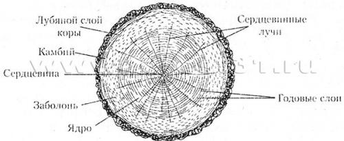 Из каких пород дерева делают мебель. Из какого дерева делают мебель? 06