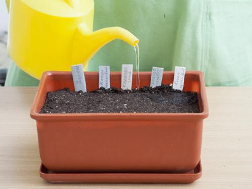 Напольные растения для дома. Влияние на окружение и восприятие комнат 03