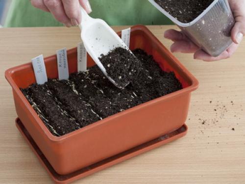 Напольные растения для дома. Влияние на окружение и восприятие комнат 02