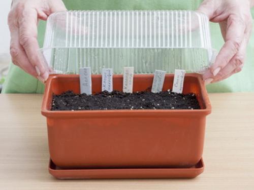 Напольные растения для дома. Влияние на окружение и восприятие комнат 04