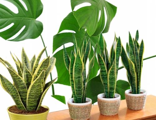 Стильные растения для дома. Модные комнатные растения для гостиной: пять вариантов