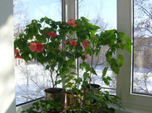 Крупные растения для дома. Крупные растения из разряда традиционных, классических