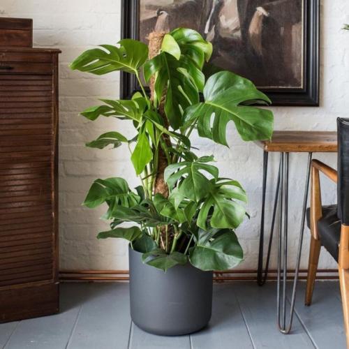 Крупные растения для дома. Крупные растения из разряда традиционных, классических 14