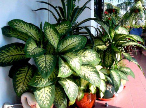 Крупные растения для дома. Крупные растения из разряда традиционных, классических
